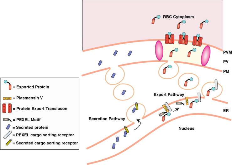 Figure 1: A model for protein export specificity... Figure 1: A model for protein export specificity...